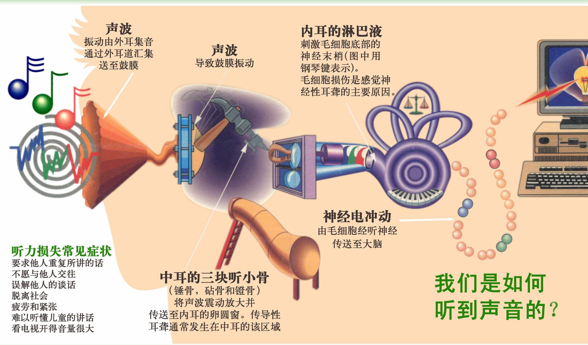 我們的耳朵里也有一棟小房子