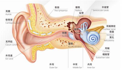 耳朵結構圖-耳朵結構圖及功能[附帶圖]